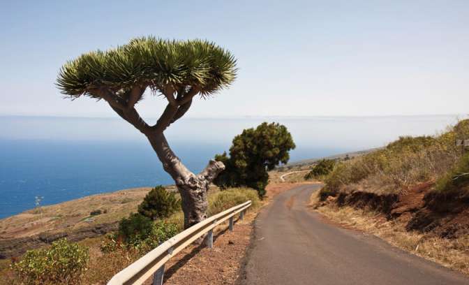 Een drakenbloedboom op Gran Canaria