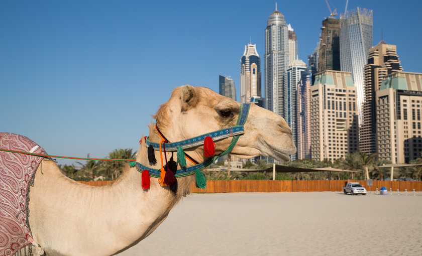 Downtown Dubai met een kameel