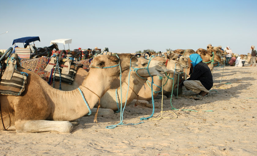 Kamelen in Tunesië