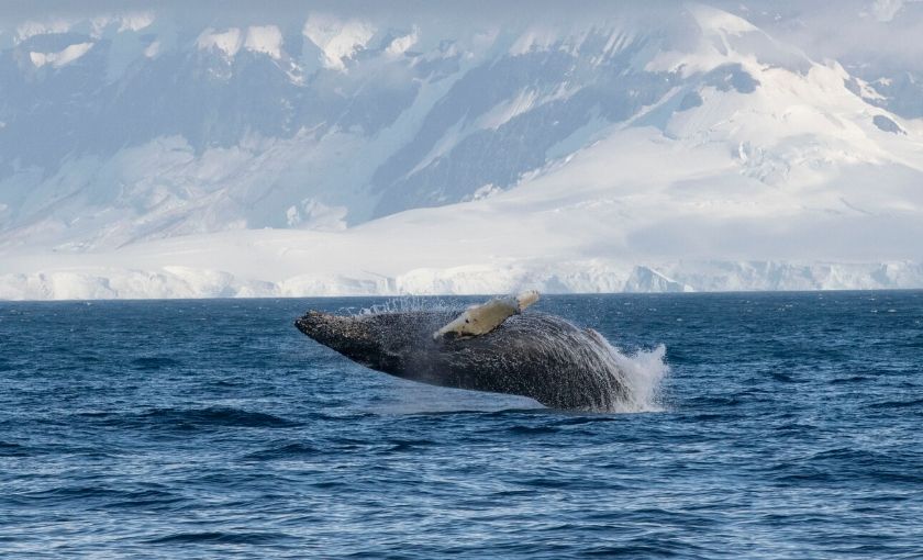 Walvis Antarctica