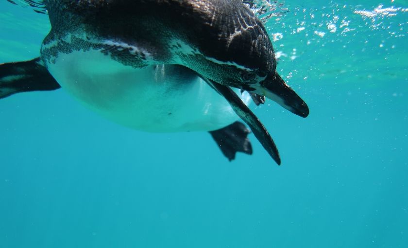 Pinguin onderwater Galapagos