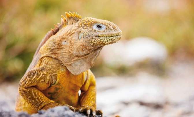 Leguaan Galapagos