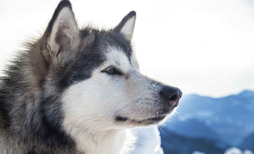 Husky in Alaska