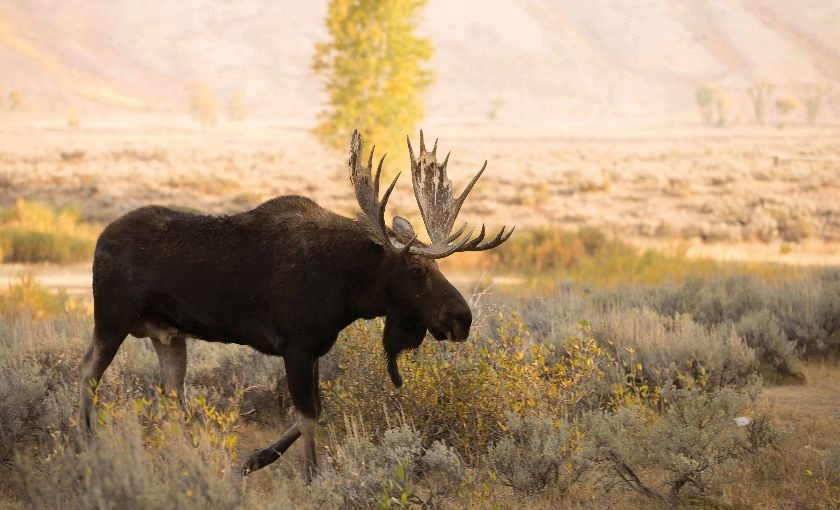 Eland in Alaska