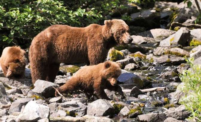 Bruine beer met jonkies in Alaska