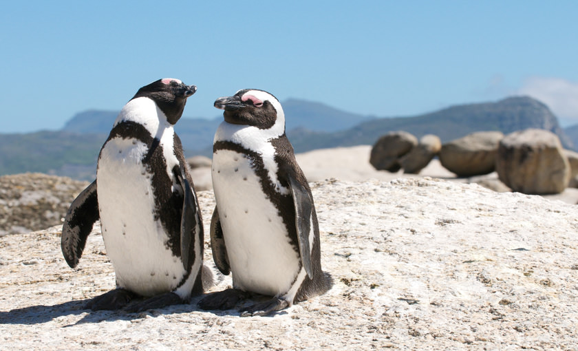 Pinguïns op het strand in Kaapstad