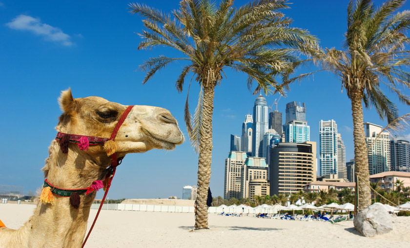 Een kameel bij Dubai