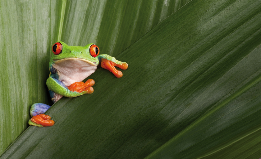 Een kikker op Costa rica